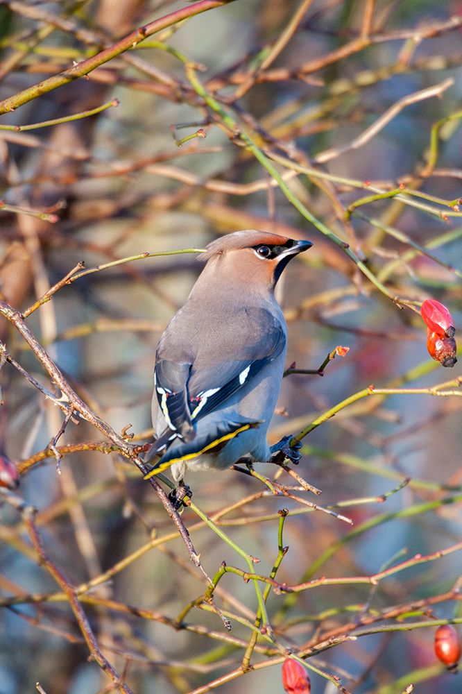 Sweden-Halland-Asa. Bohemian Waxwing (Bombycilla garrulus) feeding on rose hips.